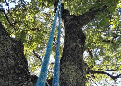 Quercia secolare. Punto di ancoraggio a 25 metri