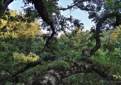 Canopea quercia secolare - faggeta