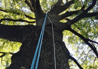 Quercia secolare - faggeta