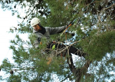 manutenzione-alberi-viterbo-taglio-di-ritorno-pino-12