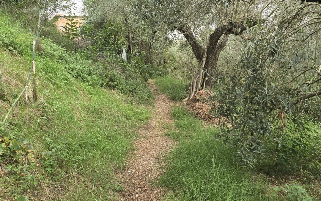 Le Meraviglie del Cippato